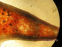 Mycena viscidocruenta image