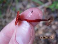 Mycena viscidocruenta image