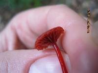 Mycena viscidocruenta image