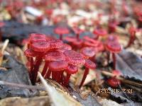 Mycena viscidocruenta image