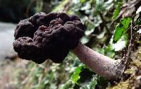 Gyromitra tasmanica image