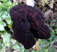 Gyromitra tasmanica image