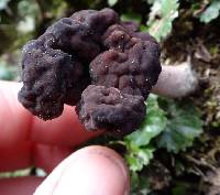 Gyromitra tasmanica image