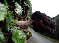 Gyromitra tasmanica image