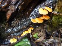 Favolaschia calocera image