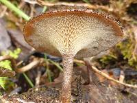 Polyporus arcularius image