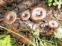 Polyporus arcularius image