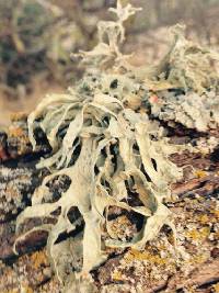 Ramalina leptocarpha image