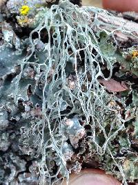 Ramalina menziesii image
