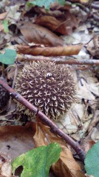 Image of Lycoperdon echinatum