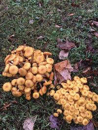 Armillaria tabescens image