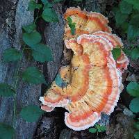 Laetiporus sulphureus image