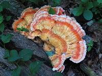 Laetiporus sulphureus image