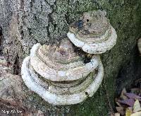 Ganoderma applanatum image