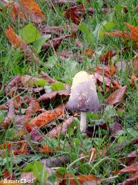 Coprinus comatus image