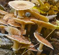 Armillaria mellea image