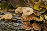 Armillaria mellea image