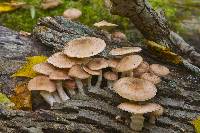 Armillaria mellea image