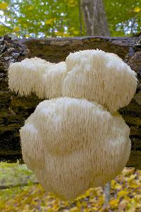 Hericium erinaceus image