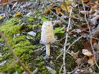 Coprinus comatus image