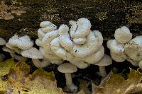 Entoloma abortivum image