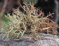 Usnea rubicunda image