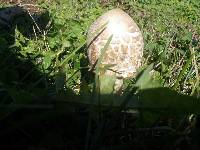 Chlorophyllum molybdites image