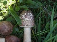 Chlorophyllum molybdites image