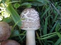 Chlorophyllum molybdites image