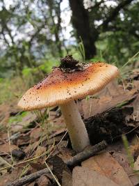 Amanita fulva image