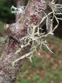 Ramalina leptocarpha image