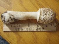 Chlorophyllum molybdites image