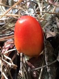 Amanita jacksonii image