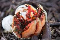 Clathrus ruber image