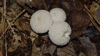 Lycoperdon perlatum image