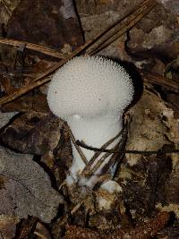 Lycoperdon perlatum image