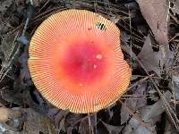 Amanita jacksonii image