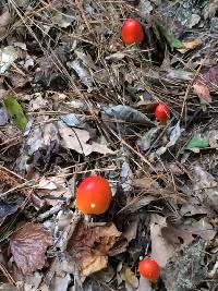 Amanita jacksonii image