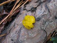 Tremella mesenterica image