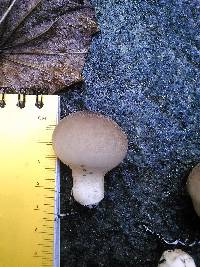 Lycoperdon pyriforme image