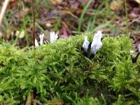 Xylaria hypoxylon image