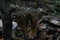 Image of Ramaria cyanocephala