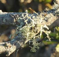 Ramalina farinacea image