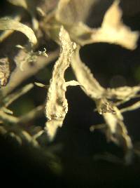 Ramalina farinacea image