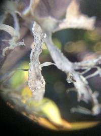 Ramalina farinacea image