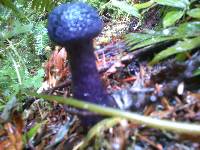 Cortinarius violaceus image