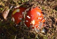 Amanita muscaria image