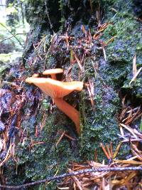 Lactarius rubidus image