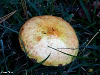 Suillus americanus image