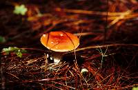 Amanita muscaria image